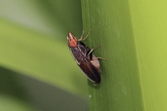 Cephaloconus tenebrosus