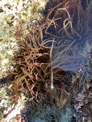 Anemonia viridis