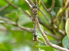 Hemicordulia australiae