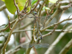 Hemicordulia australiae