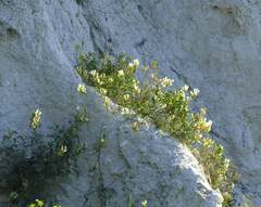 Astragalus albicaulis