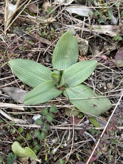 Ophrys sphegodes