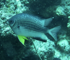 Amblyglyphidodon leucogaster