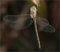 Austrogynacantha heterogena