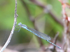 Austrolestes leda
