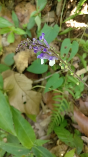 Image of Scutellaria discolor by (c) Eugene Popov, some rights reserved (CC BY)