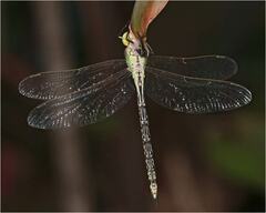 Austrogynacantha heterogena