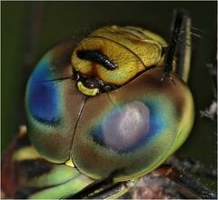 Austrogynacantha heterogena