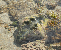 Hippopus hippopus