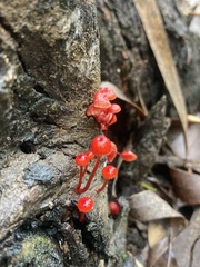 Cruentomycena viscidocruenta