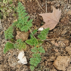 Daucus carota sativus