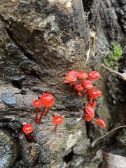 Cruentomycena viscidocruenta