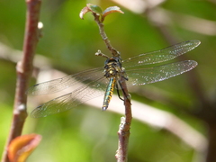 Hemicordulia australiae