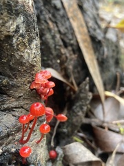 Cruentomycena viscidocruenta