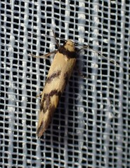 Olbonoma triptycha