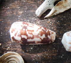 Conus striatus