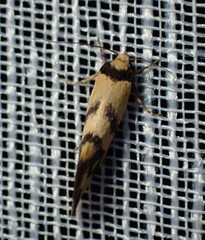 Olbonoma triptycha