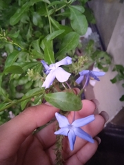 Plumbago auriculata