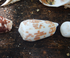 Conus striatus