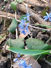 Scilla bifolia