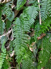 Hymenasplenium pubirhizoma