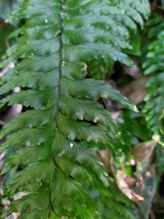 Hymenasplenium pubirhizoma