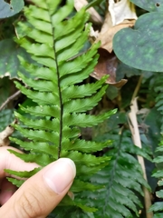 Hymenasplenium pubirhizoma