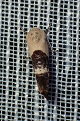 Hypertropha chlaenota