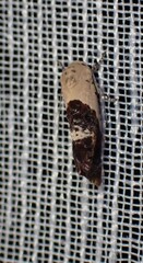 Hypertropha chlaenota