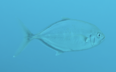 Craterognathus plagiotaenia