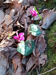 Cyclamen coum