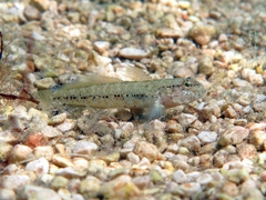 Gobius couchi