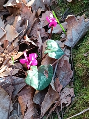 Cyclamen coum