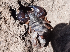 Urodacus manicatus