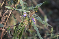 Hygrophila