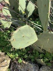 Opuntia anahuacensis