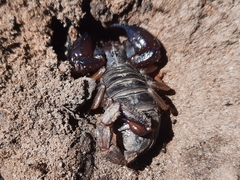 Urodacus manicatus