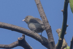 Dicaeum erythrorhynchos