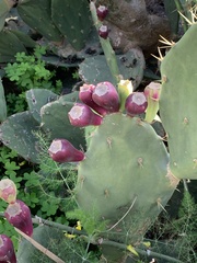 Opuntia anahuacensis