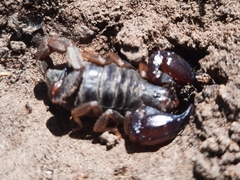 Urodacus manicatus