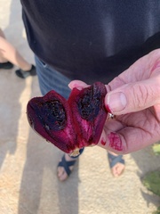 Opuntia anahuacensis