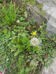 Taraxacum officinale