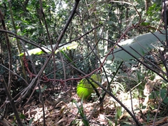 Erythrorchis altissima