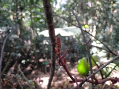 Erythrorchis altissima