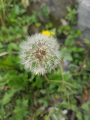 Taraxacum officinale