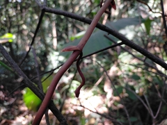 Erythrorchis altissima