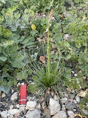 Asphodelus tenuifolius