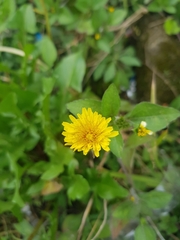 Taraxacum officinale