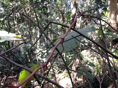 Erythrorchis altissima