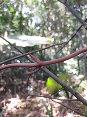 Erythrorchis altissima